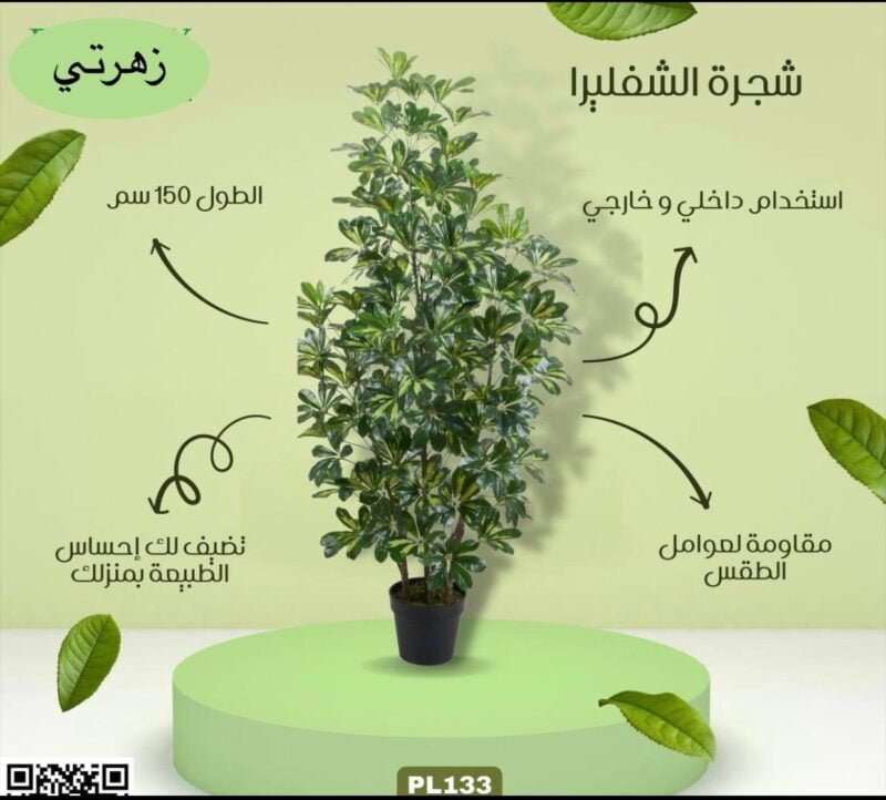 شجرة الشفليرا