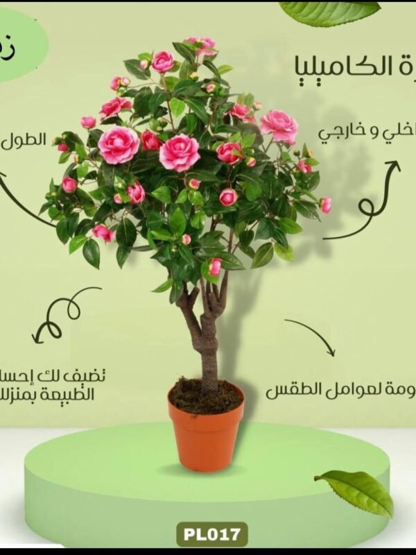 شجرة الكاميليا