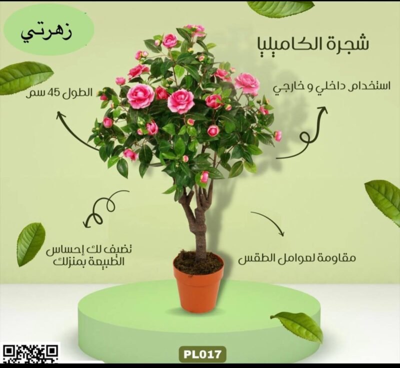 شجرة الكاميليا