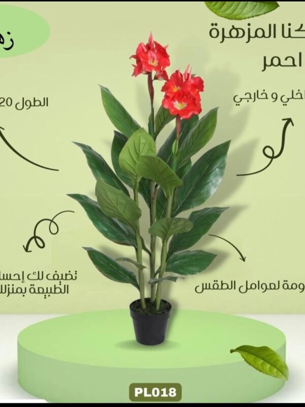 شجرة الكنا مزهرة حمراء