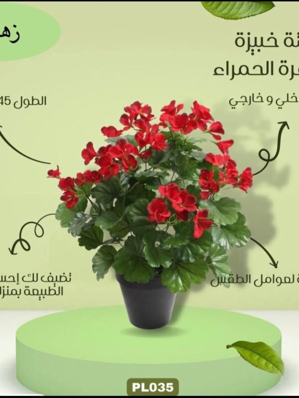 نبتة خبيزة الزهرة الحمراء