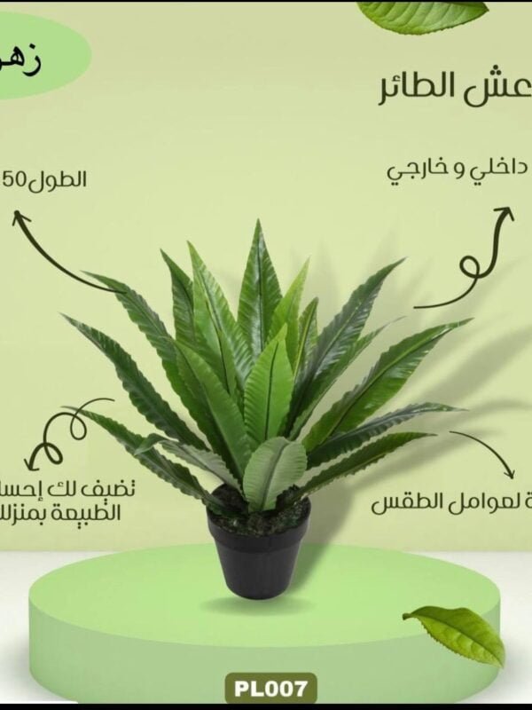 نبتة عش الطائر