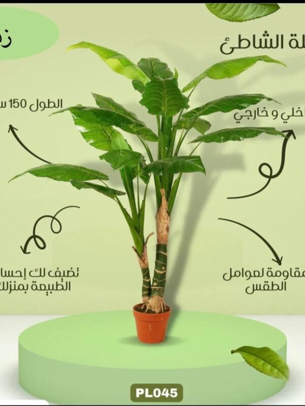 نخلة الشاطئ