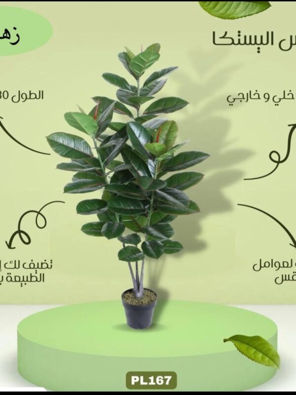 شجرة اليستكا