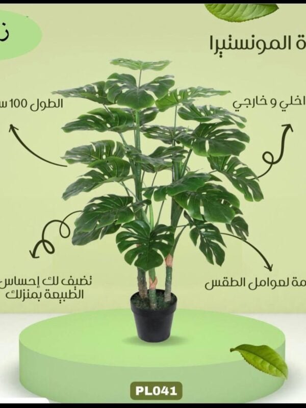 شجرة المونستيرا