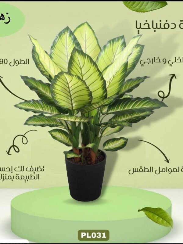 نبتة دفنباخيا اصفر