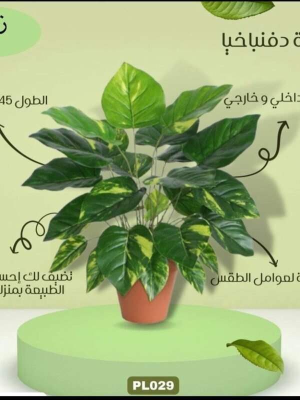 نبتة دفنباخيا