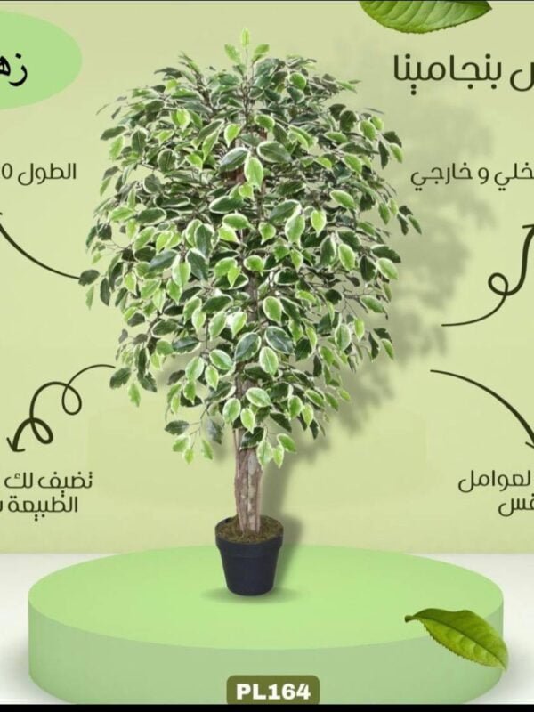 فيكس بنجامينا