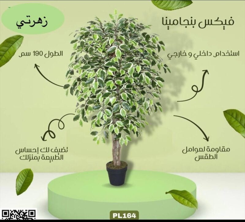 فيكس بنجامينا
