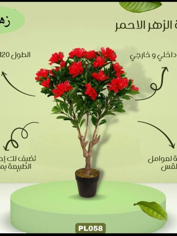 شجرة الزهر الاحمر