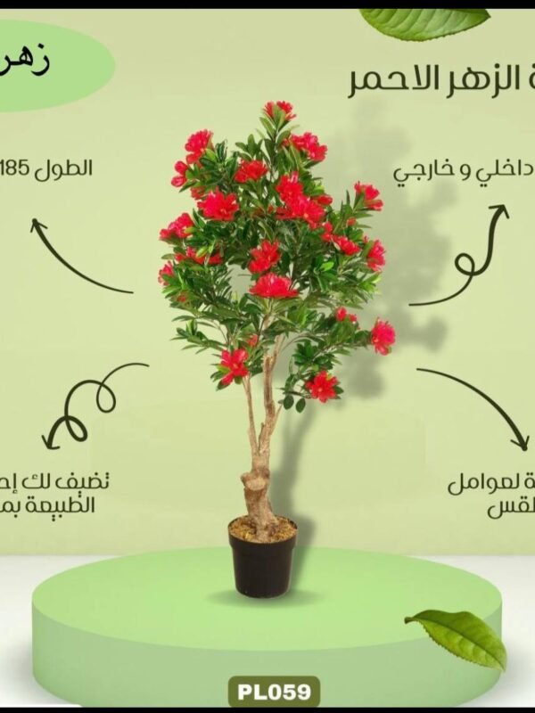 شجرة الزهر الاحمر