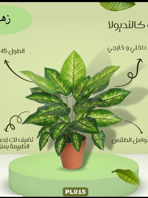 نبتة كالنديولا