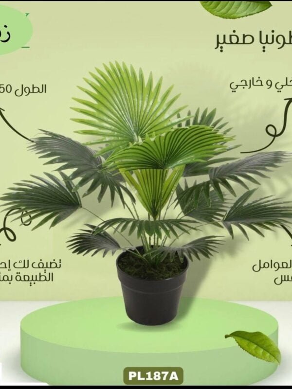 واشنطونيا صغير