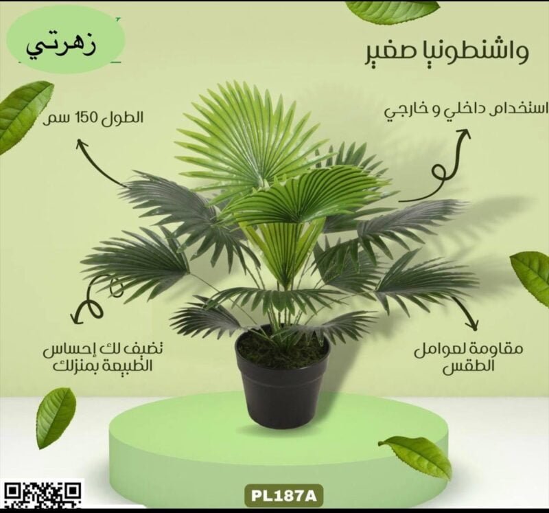 واشنطونيا صغير