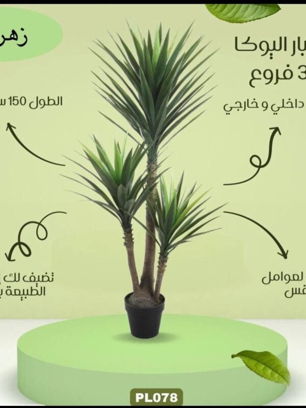 صبار اليوكا