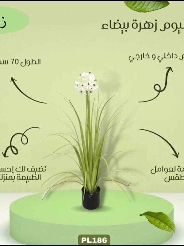 الليوم زهرة بيضاء