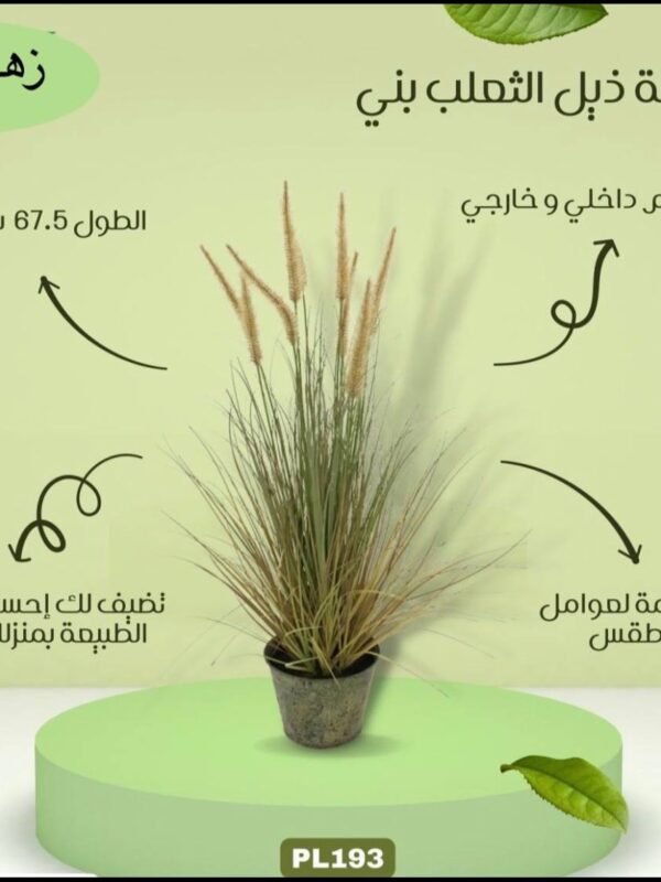 نبتة ذيل الثعلب