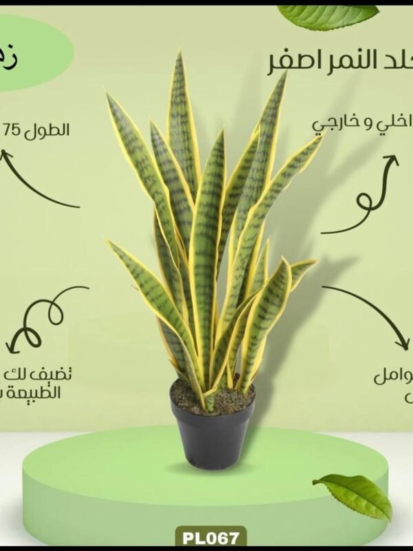 صبار جلد النمر