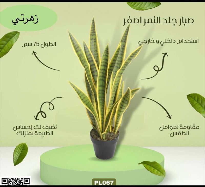 صبار جلد النمر