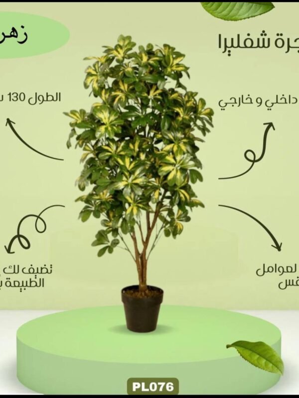 شجرة شفليرا