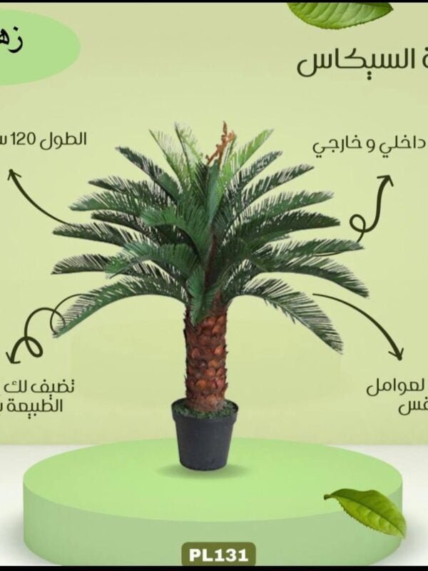 نخلة السيكاس