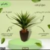 نبتة اجاف