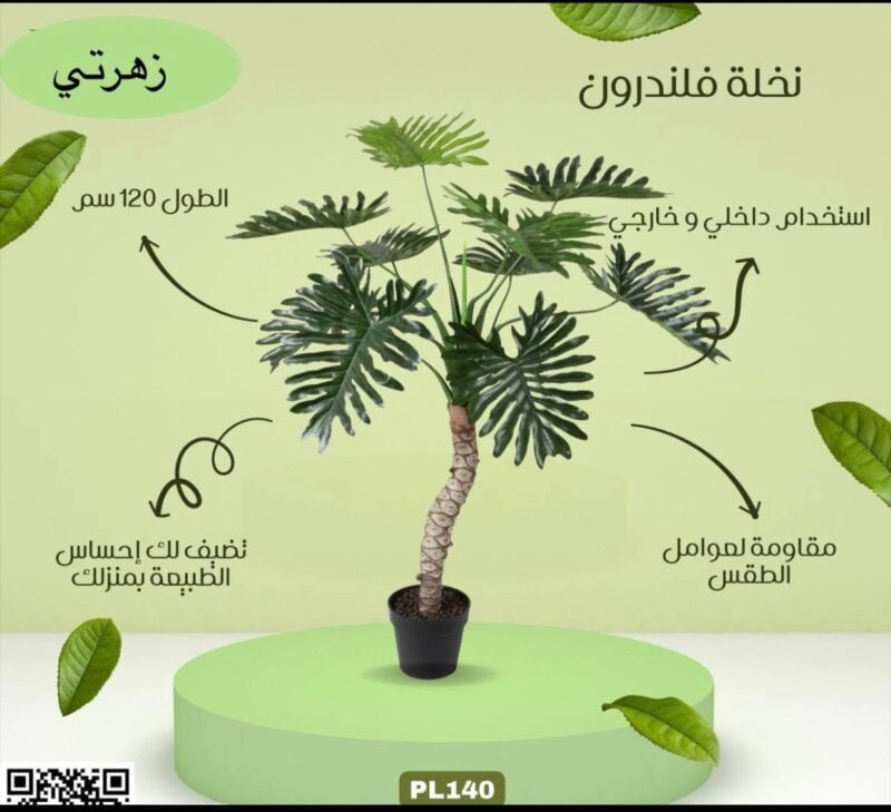 نخلة فلندرون